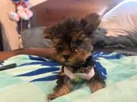 Lady zee, a female Yorkshire Terrier for sale in North Las Vegas, NV – 1 of 5