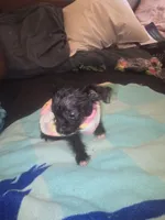 Little, a female Morkie for sale in North Las Vegas, NV – 3 of 6