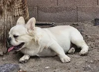 Ghost, a male French Bulldog for sale in North Las Vegas, NV – 6 of 6