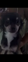 Milo, a male Chihuahua for sale in North Las Vegas, NV – 2 of 2