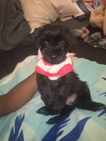 Duke, a male Morkie for sale in North Las Vegas, NV – 8 of 8