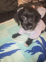 Claire, a female Morkie for sale in North Las Vegas, NV – 6 of 6