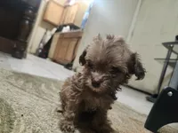 Mini me, a female Yorkipoo for sale in North Las Vegas, NV – 2 of 7