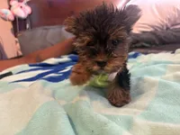 Lady zee, a female Yorkshire Terrier for sale in North Las Vegas, NV – 2 of 5