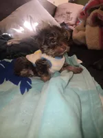 King Zeus., a male Yorkshire Terrier for sale in North Las Vegas, NV – 3 of 6