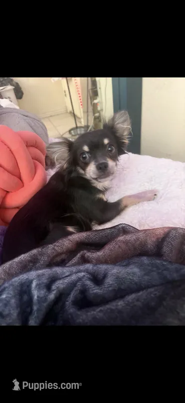 Milo – Chihuahua puppy for sale in North Las Vegas, NV