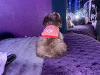 Mini me, a female Yorkipoo for sale in North Las Vegas, NV – 4 of 9