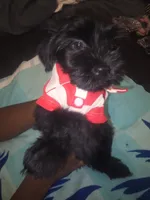 Duke, a male Morkie for sale in North Las Vegas, NV – 7 of 8