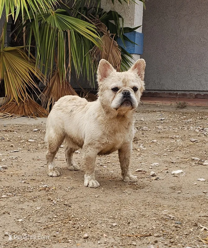 Ghost – French Bulldog puppy for sale in North Las Vegas, NV