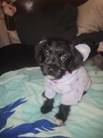 Claire, a female Morkie for sale in North Las Vegas, NV – 4 of 6