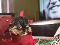 Talula Belle, a female Yorkshire Terrier for sale in North Las Vegas, NV – Photo 3 of 10