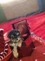 Talula Belle, a female Yorkshire Terrier for sale in North Las Vegas, NV – Photo 4 of 10
