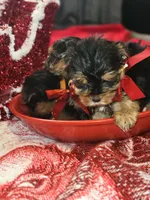 Talula Belle, a female Yorkshire Terrier for sale in North Las Vegas, NV – Photo 7 of 10