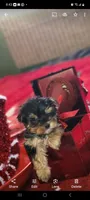 Talula Belle, a female Yorkshire Terrier for sale in North Las Vegas, NV – Photo 2 of 10
