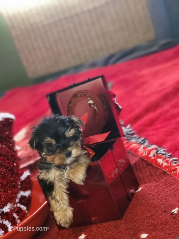 Talula Belle, a female Yorkshire Terrier for sale in North Las Vegas, NV – Photo 1 of 10