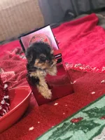 Talula Belle, a female Yorkshire Terrier for sale in North Las Vegas, NV – Photo 8 of 10