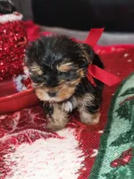 Talula Belle, a female Yorkshire Terrier for sale in North Las Vegas, NV – Photo 5 of 10