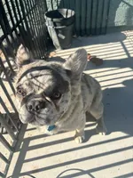 Gizmo, a male French Bulldog for sale in North Las Vegas, NV – 2 of 4