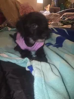 Tee tee, a female Morkie for sale in North Las Vegas, NV – 6 of 8