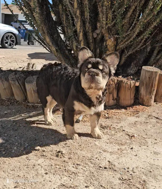Kona – French Bulldog puppy for sale in North Las Vegas, NV