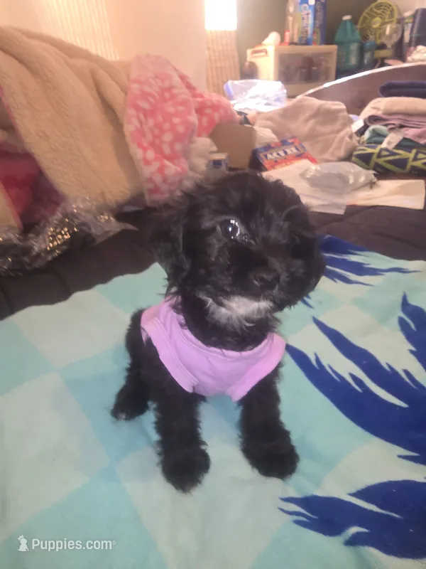 Tee tee – Morkie puppy for sale in North Las Vegas, NV