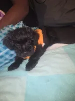 Cleola, a female Morkie for sale in North Las Vegas, NV – 5 of 6