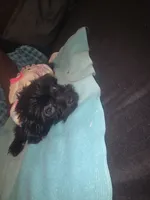 Little bit, a male Morkie for sale in North Las Vegas, NV – 6 of 6