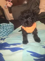 Cleola, a female Morkie for sale in North Las Vegas, NV – 3 of 6