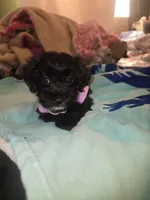 Tee tee, a female Morkie for sale in North Las Vegas, NV – 3 of 8
