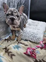 Gucci, a male French Bulldog for sale in North Las Vegas, NV – Photo 1 of 8