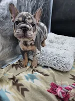 Gucci, a male French Bulldog for sale in North Las Vegas, NV – Photo 2 of 8