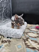 Gucci, a male French Bulldog for sale in North Las Vegas, NV – Photo 3 of 8