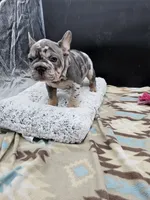 Gucci, a male French Bulldog for sale in North Las Vegas, NV – Photo 5 of 8