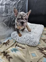 Gucci, a male French Bulldog for sale in North Las Vegas, NV – Photo 7 of 8