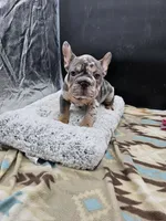 Gucci, a male French Bulldog for sale in North Las Vegas, NV – Photo 6 of 8