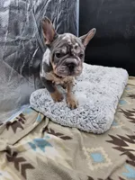 Gucci, a male French Bulldog for sale in North Las Vegas, NV – Photo 8 of 8