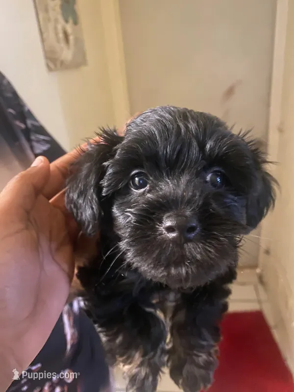 Knox – Maltipoo, Yorkshire Terrier puppy for sale in North Las Vegas, NV