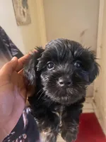 Knox, a male Maltipoo and Yorkshire Terrier for sale in North Las Vegas, NV – 1 of 1