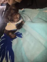 King Zeus., a male Yorkshire Terrier for sale in North Las Vegas, NV – 2 of 6