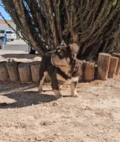 Kona, a male French Bulldog for sale in North Las Vegas, NV – 2 of 10