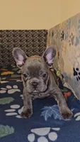 Cobalt, a male French Bulldog for sale in North Las Vegas, NV – Photo 8 of 10