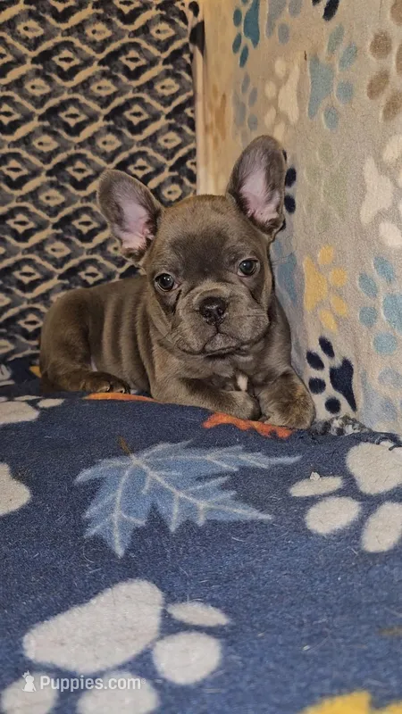 Cobalt – French Bulldog puppy for sale in North Las Vegas, NV