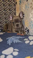 Cobalt, a male French Bulldog for sale in North Las Vegas, NV – Photo 1 of 10