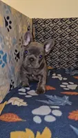 Cobalt, a male French Bulldog for sale in North Las Vegas, NV – Photo 5 of 10