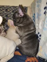 Cobalt, a male French Bulldog for sale in North Las Vegas, NV – Photo 10 of 10