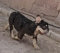 Kona, a male French Bulldog for sale in North Las Vegas, NV – 6 of 10