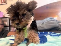 Lady zee, a female Yorkshire Terrier for sale in North Las Vegas, NV – 5 of 5