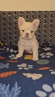 Creambella , a female French Bulldog for sale in North Las Vegas, NV – Photo 4 of 10