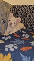 Creambella , a female French Bulldog for sale in North Las Vegas, NV – Photo 7 of 10