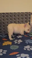Creambella , a female French Bulldog for sale in North Las Vegas, NV – Photo 6 of 10